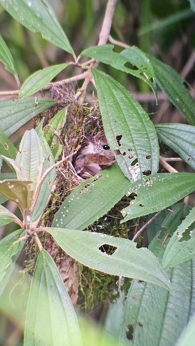 Bran-colored Flycatcher - ML638008722
