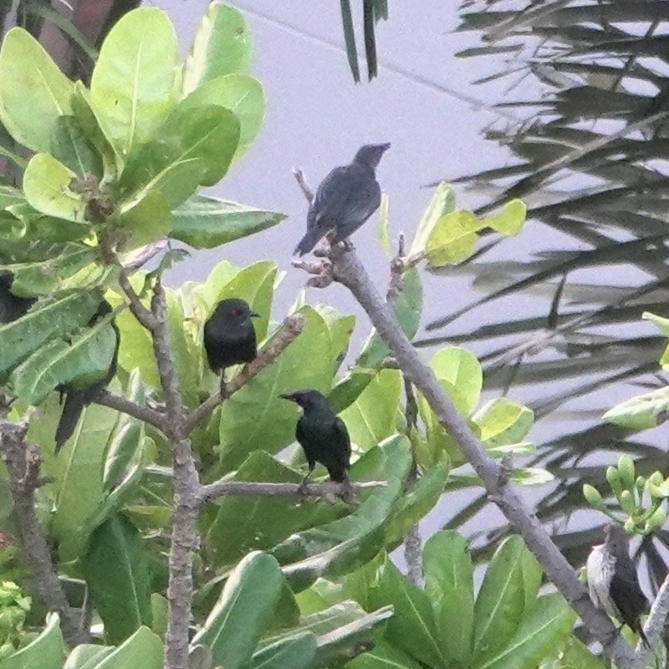 Metallic Starling - ML638008732