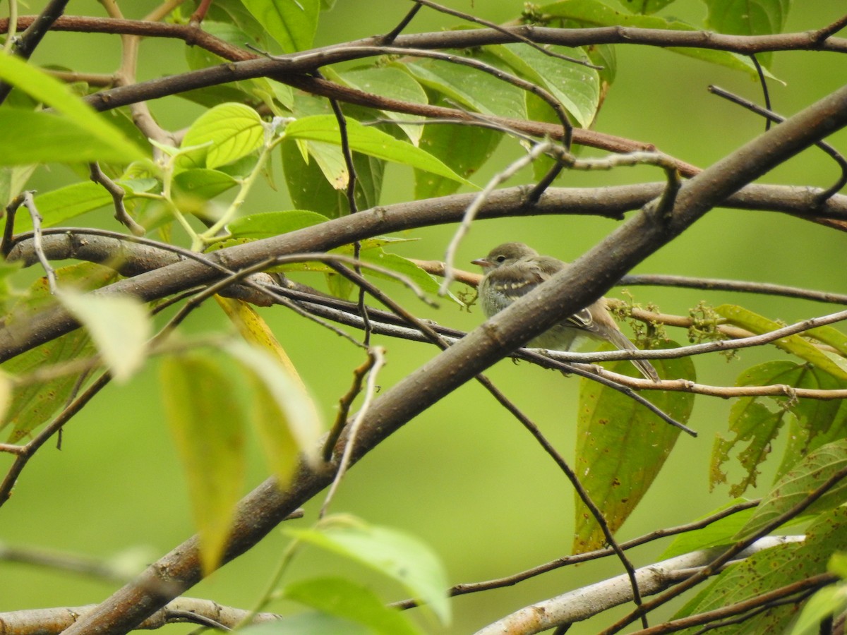 Highland Elaenia - ML638008740