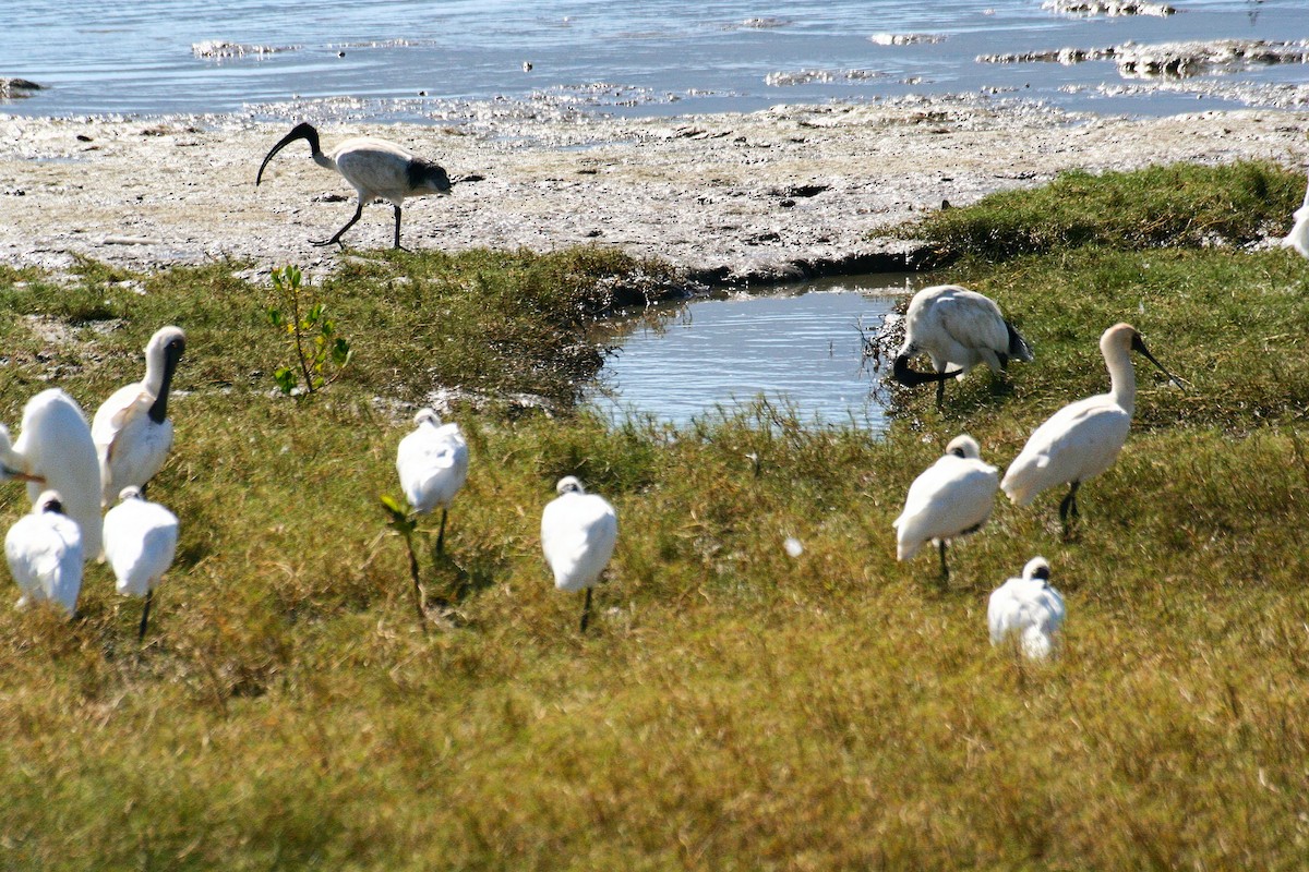 Yellow-billed Spoonbill - ML638008765