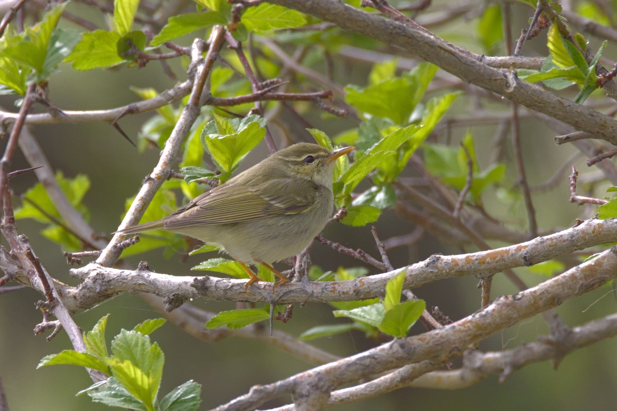Two-barred Warbler - ML638008777
