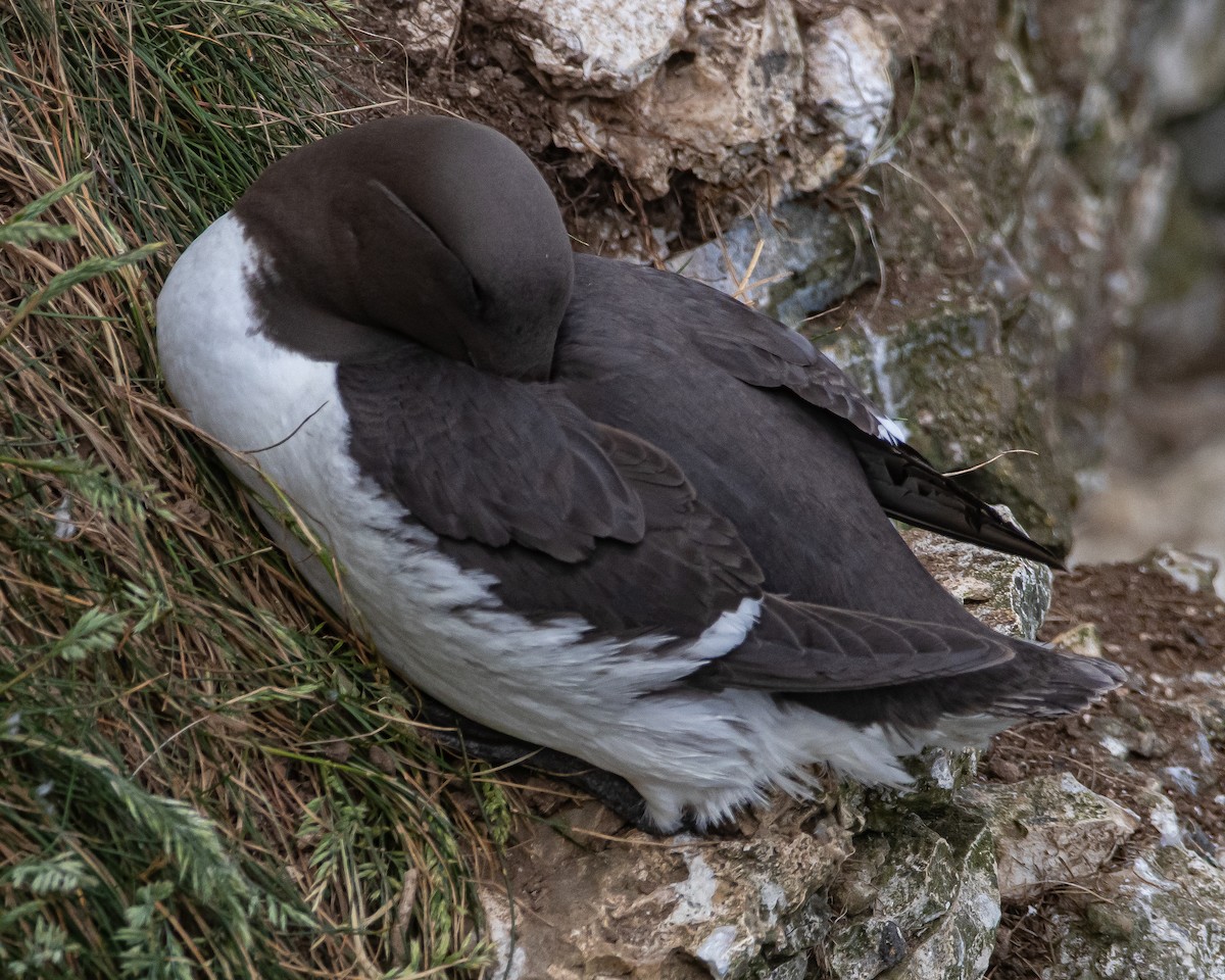 Common Murre - ML638008812