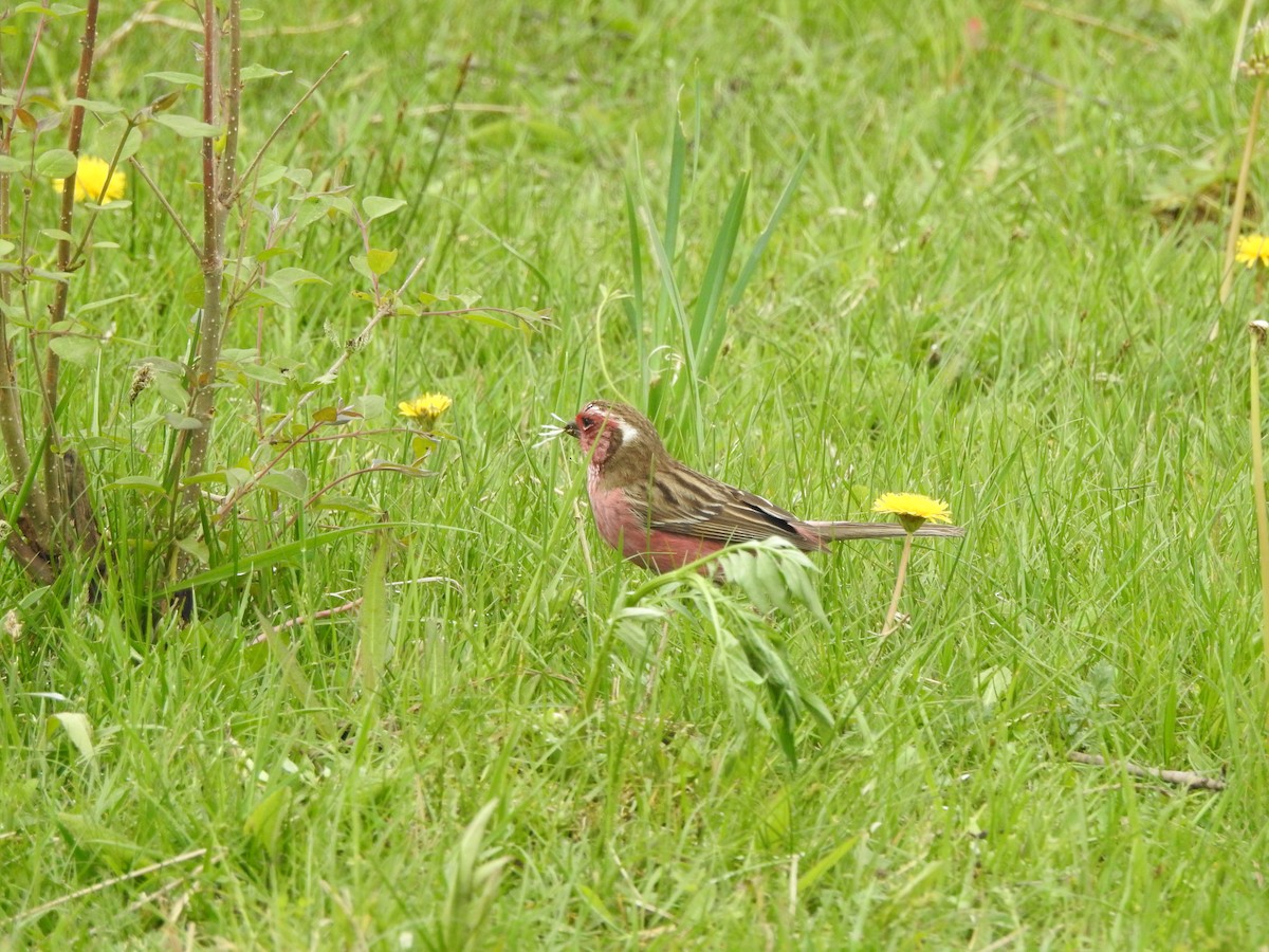 Chinese White-browed Rosefinch - ML638008860