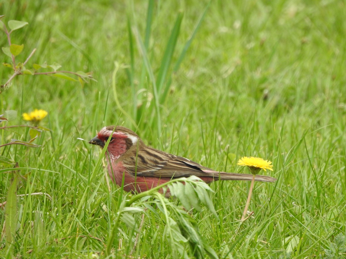 Chinese White-browed Rosefinch - ML638008861