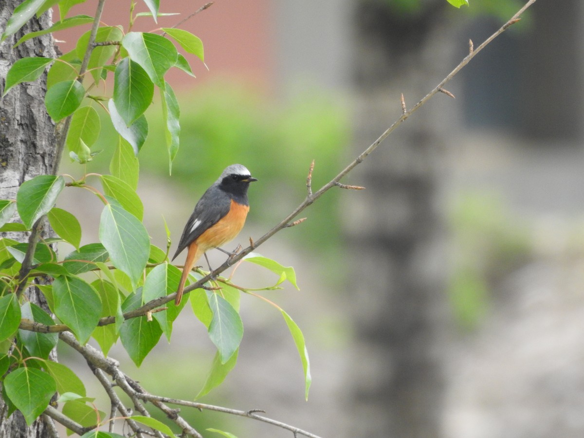 Hodgson's Redstart - ML638008894
