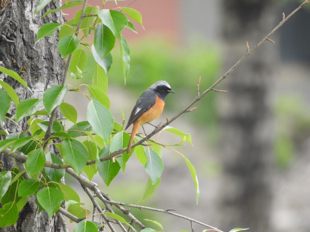Hodgson's Redstart - ML638008895