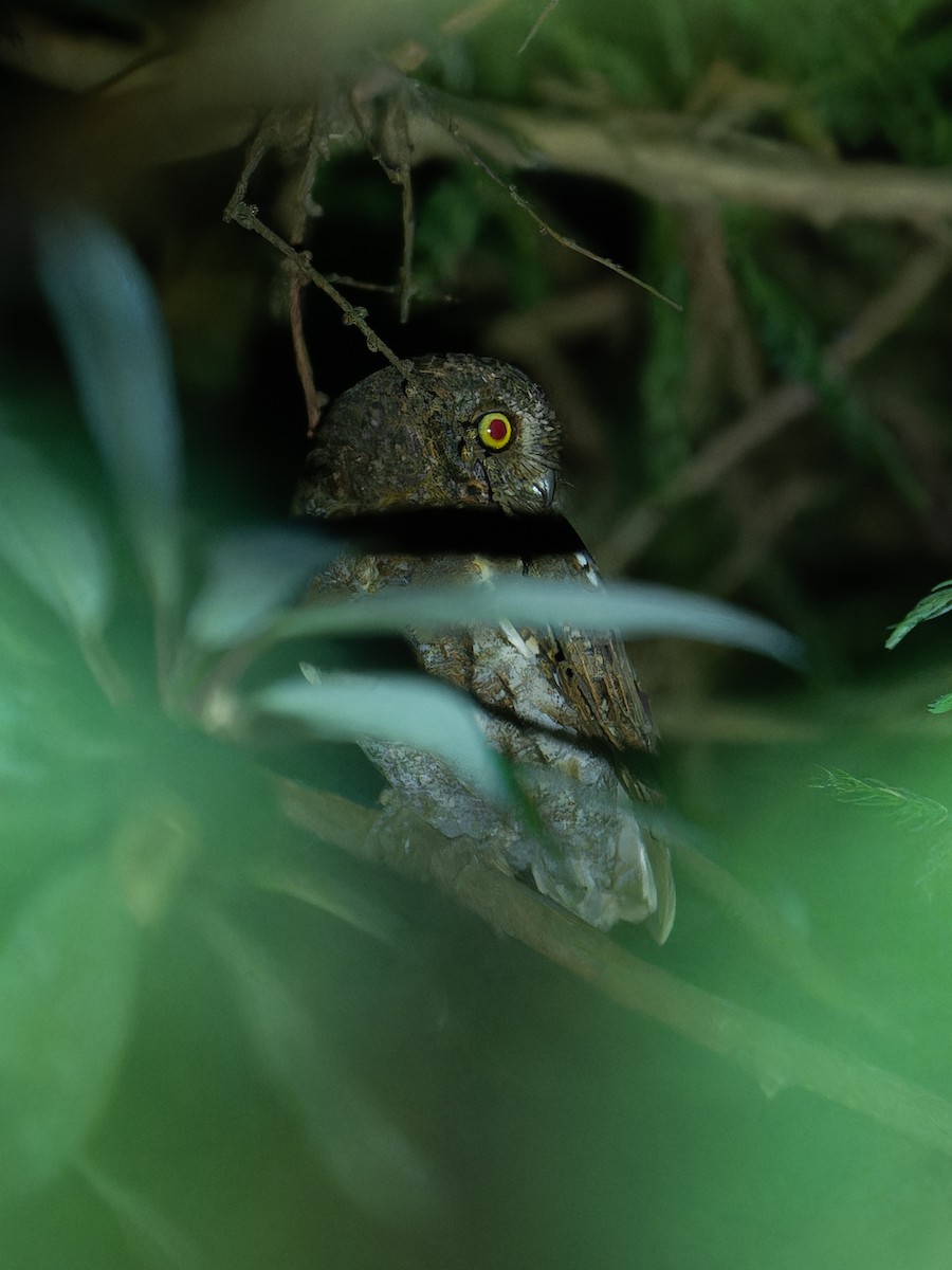Oriental Scops-Owl - ML638008930