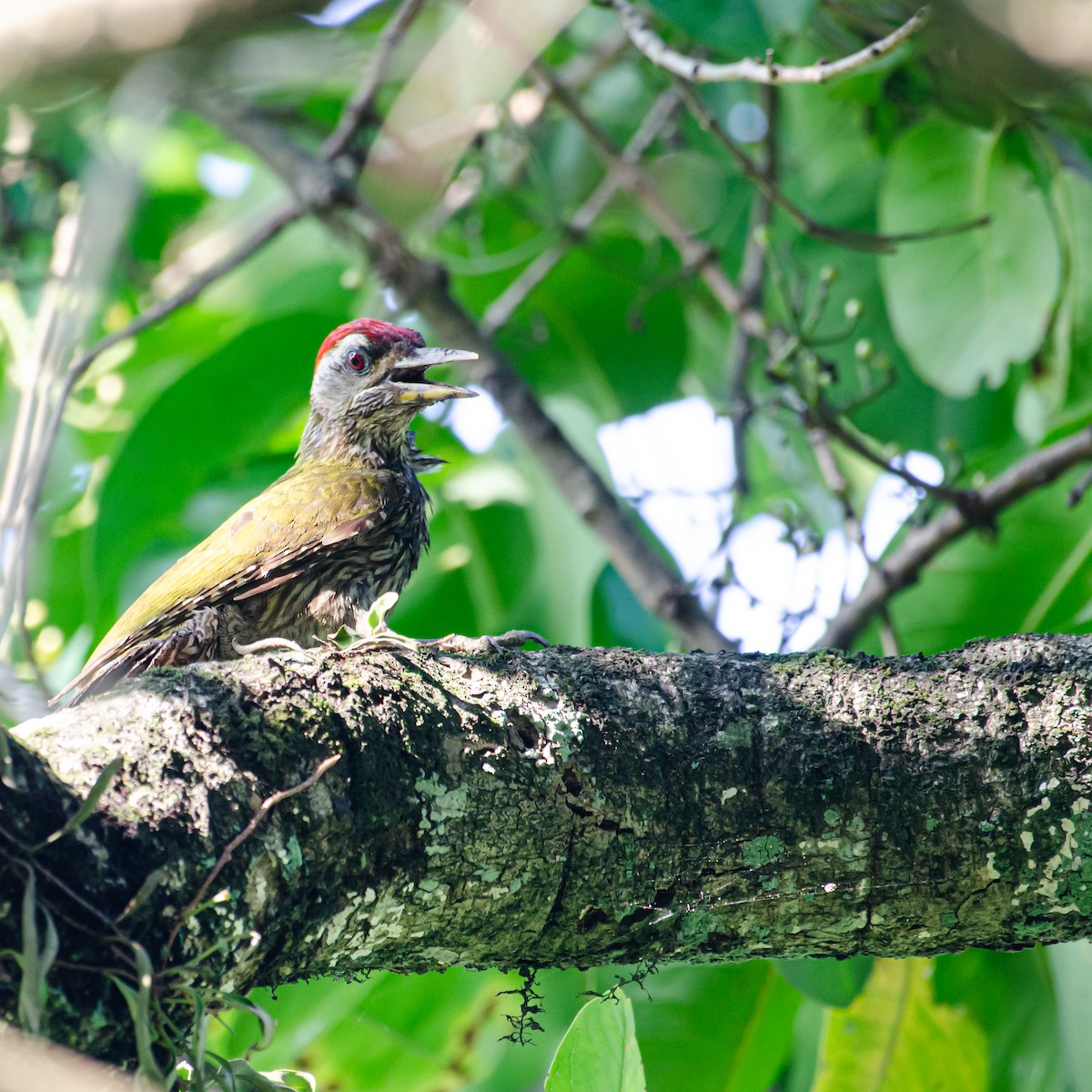 Streak-throated Woodpecker - ML638008933
