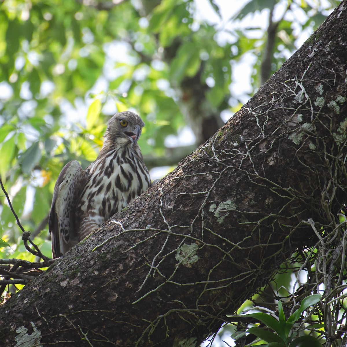Changeable Hawk-Eagle - ML638008947