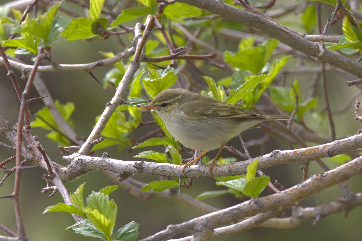 Two-barred Warbler - ML638008973