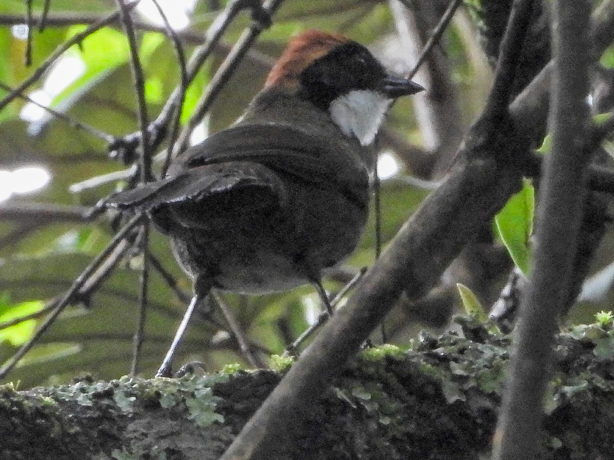 Chestnut-capped Brushfinch - ML638009004