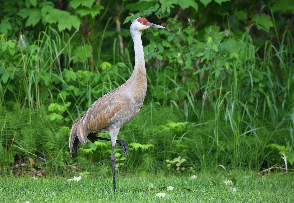 Sandhill Crane - ML638009020