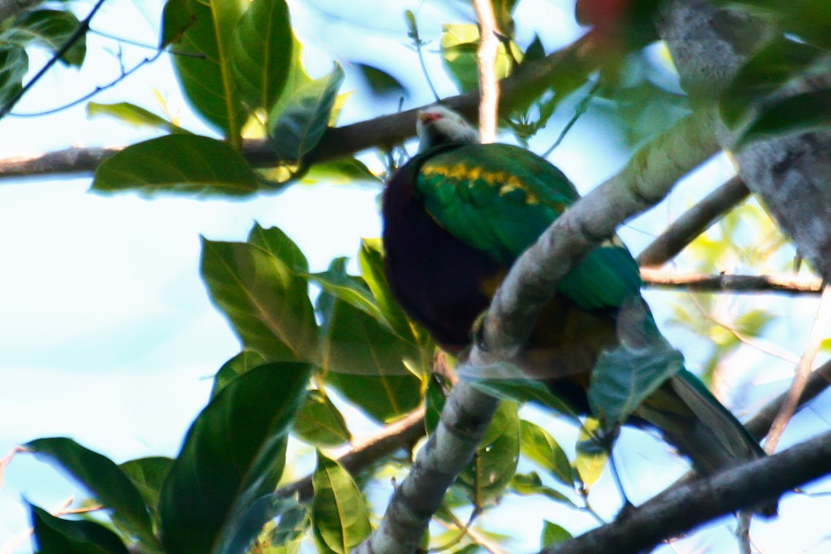 Wompoo Fruit-Dove - ML638009021