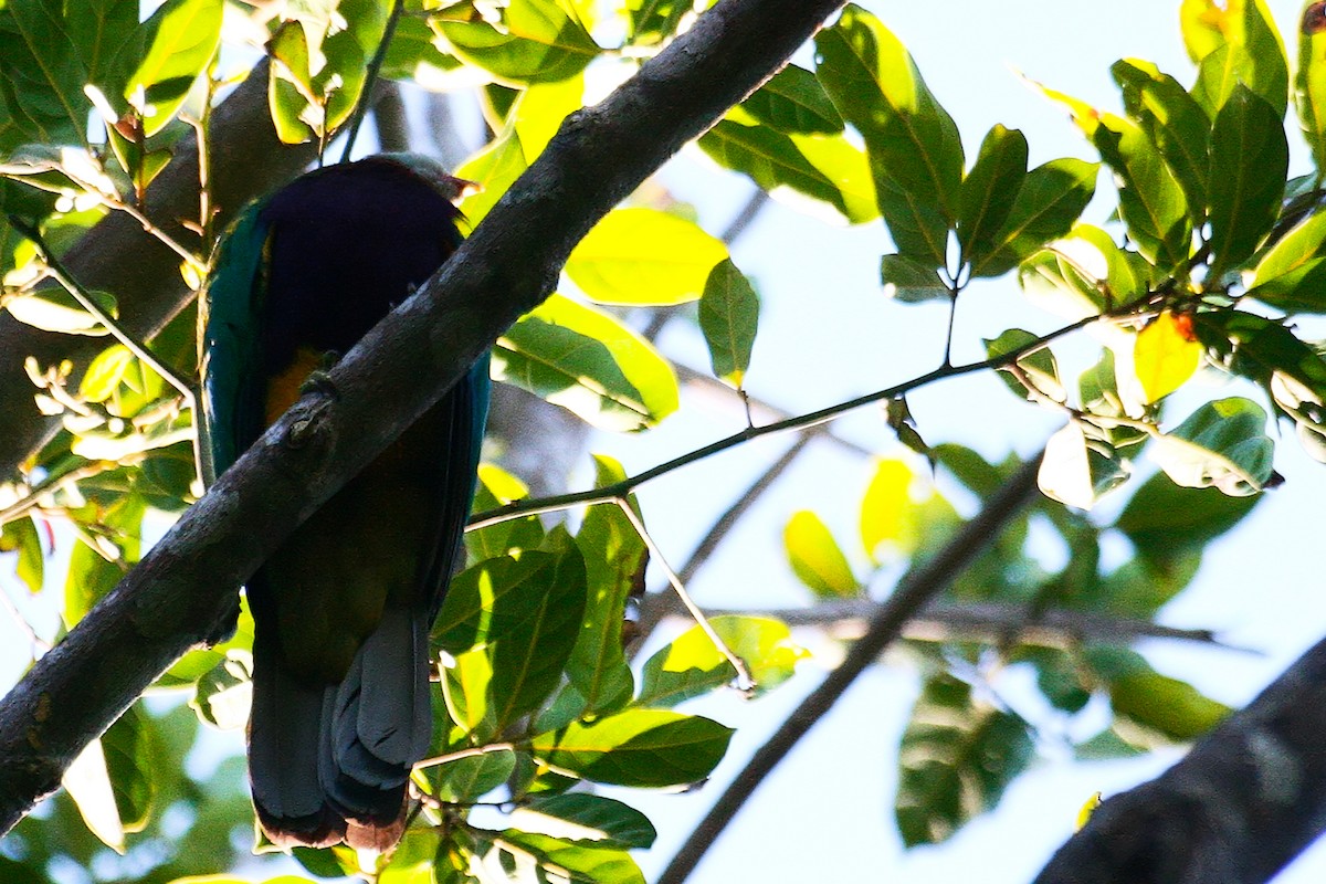 Wompoo Fruit-Dove - ML638009023