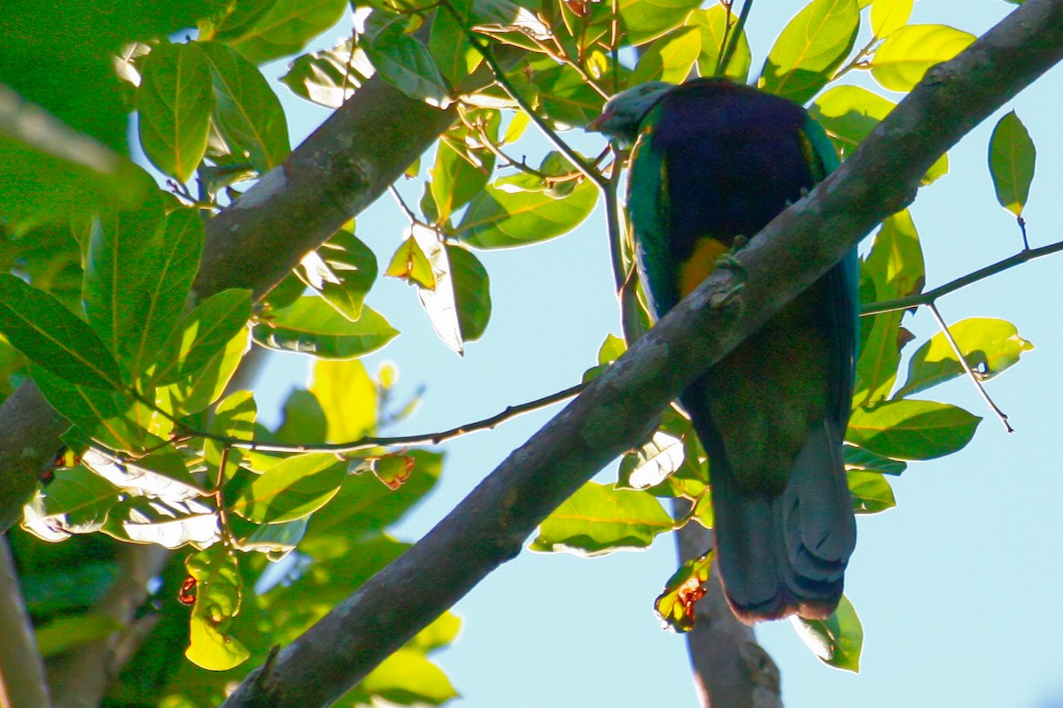 Wompoo Fruit-Dove - ML638009024