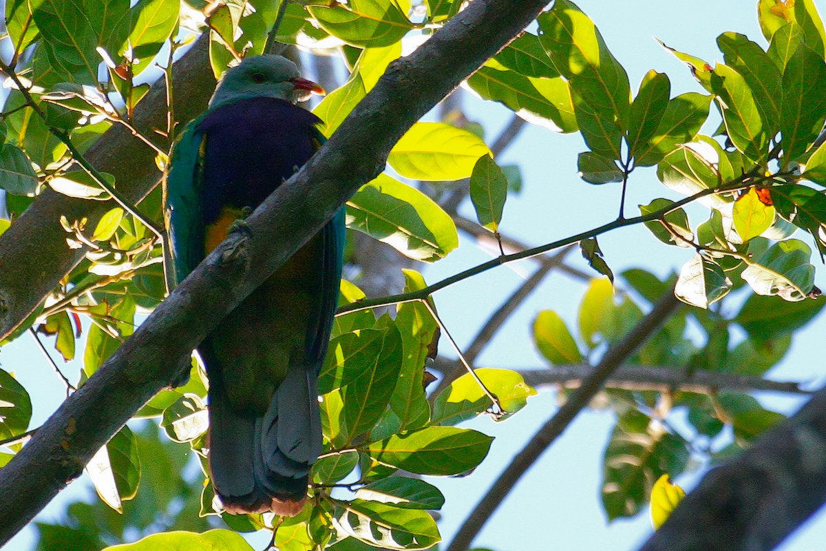 Wompoo Fruit-Dove - ML638009025