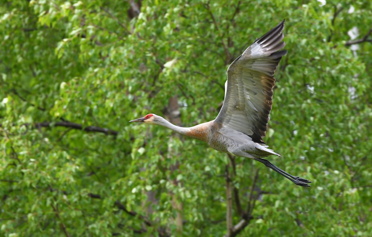 Sandhill Crane - ML638009030