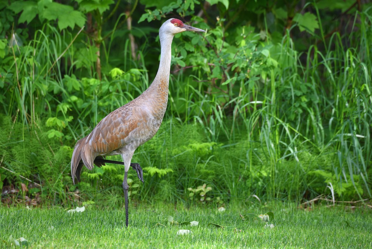 Sandhill Crane - ML638009031