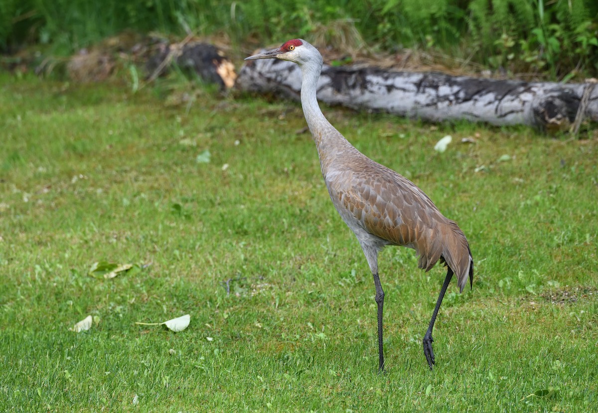 Sandhill Crane - ML638009032