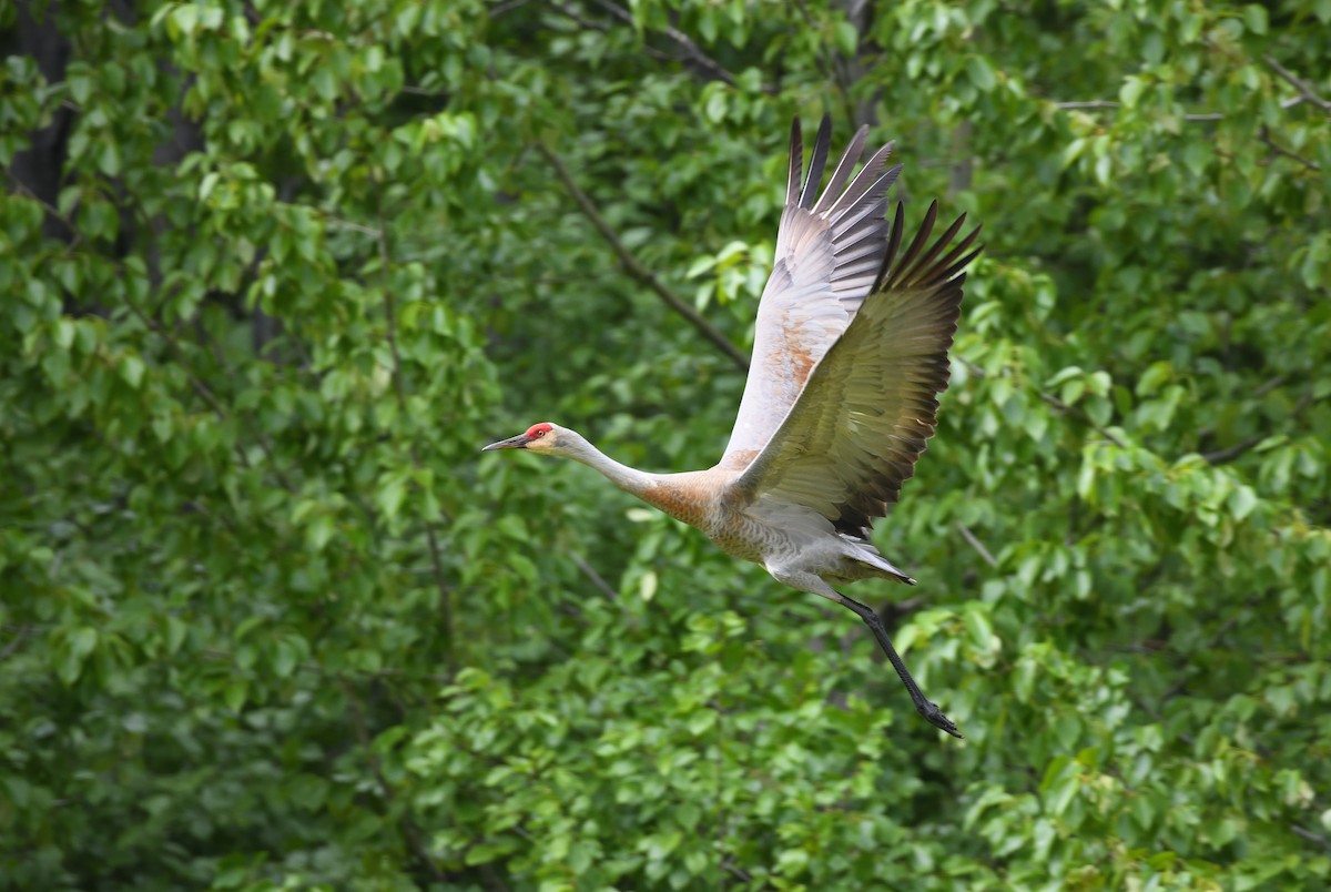 Sandhill Crane - ML638009033
