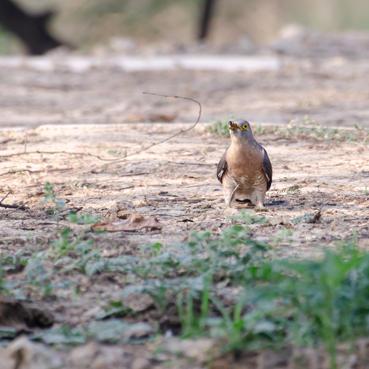 Common Hawk-Cuckoo - ML638009042