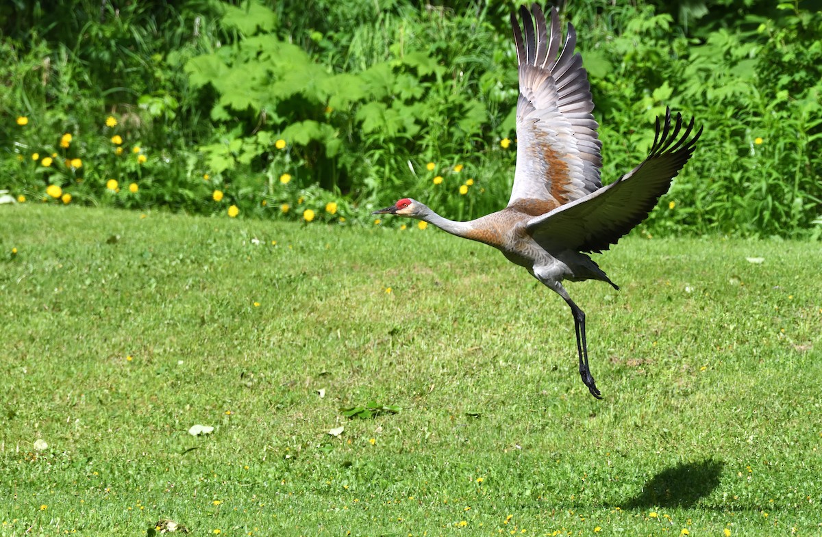 Sandhill Crane - ML638009044