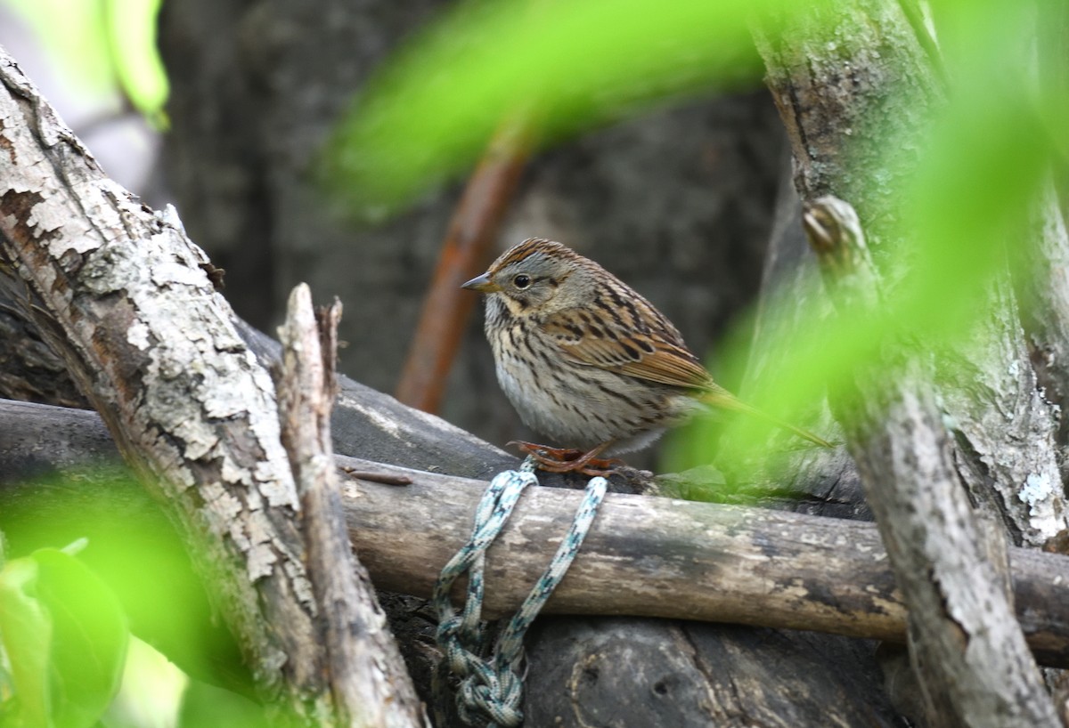 Lincoln's Sparrow - ML638009052