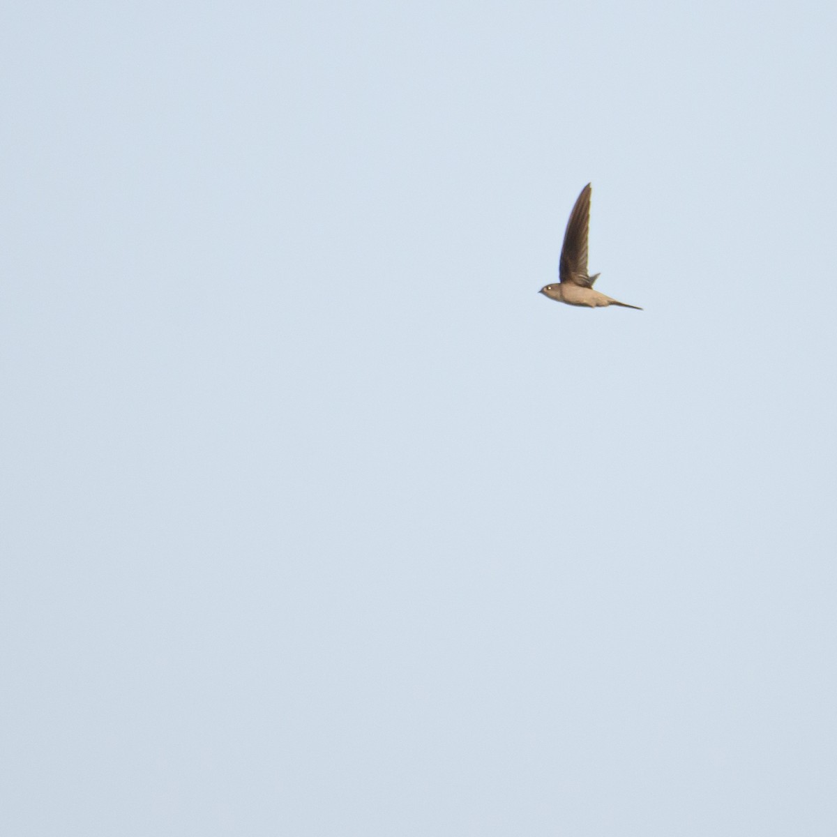 Asian Palm Swift - ML638009114