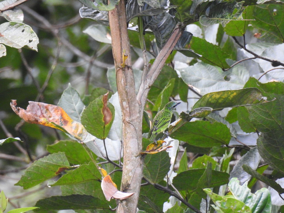 Spotted Tanager - ML638009170