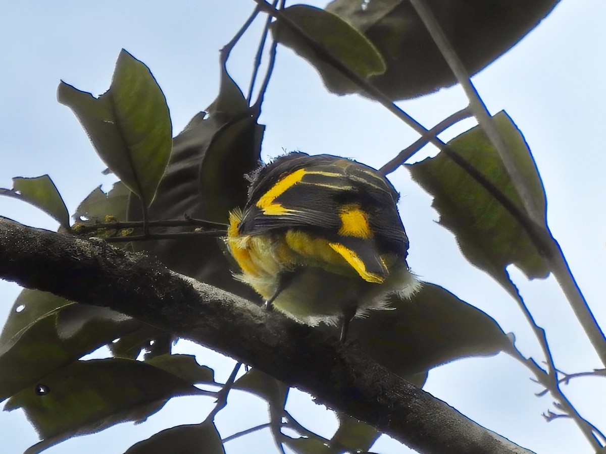 Graukehl-Mennigvogel - ML638009174
