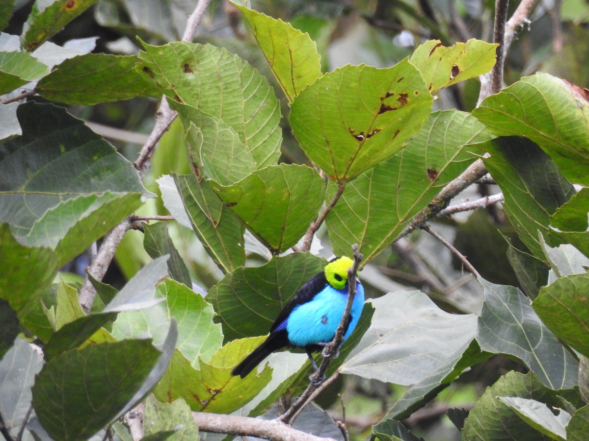 Paradise Tanager - ML638009218