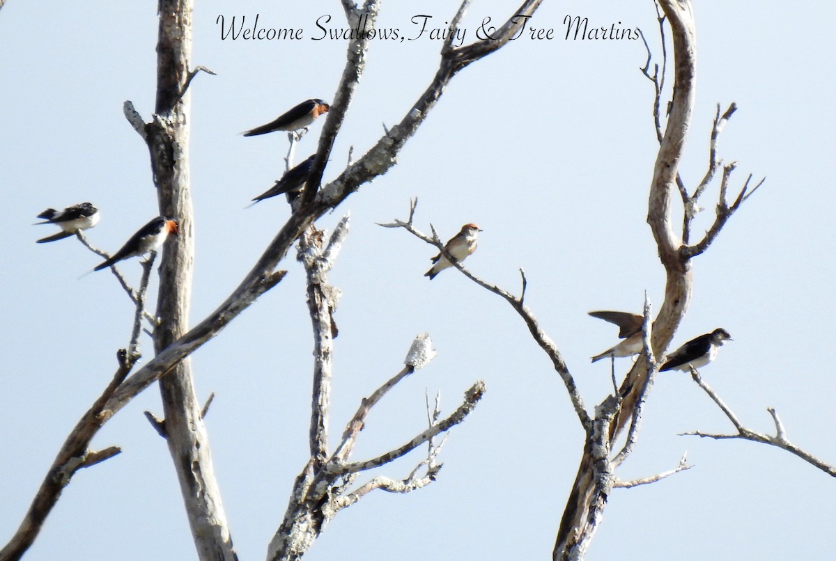 Tree Martin - ML638009224