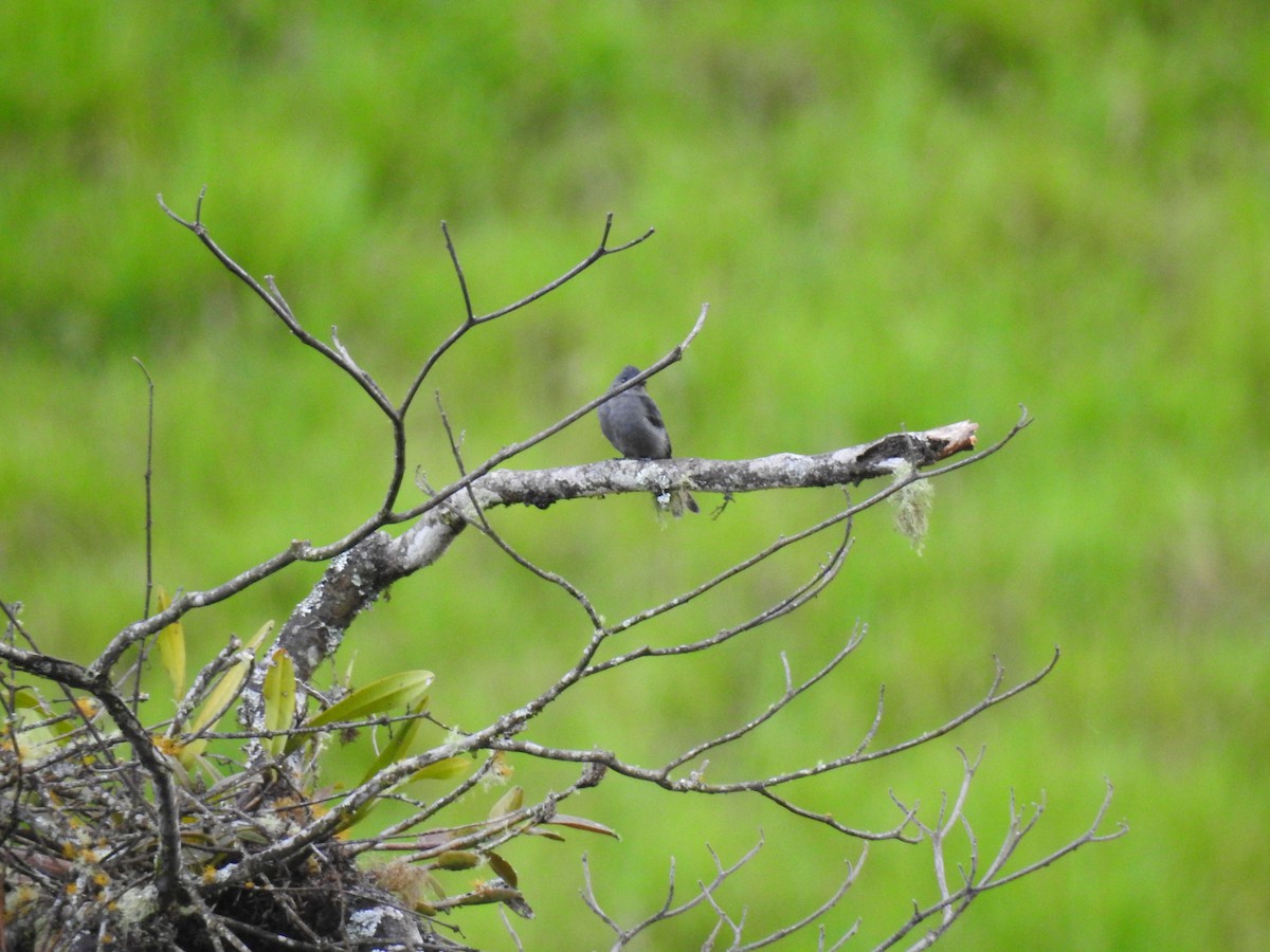 Smoke-colored Pewee - ML638009256