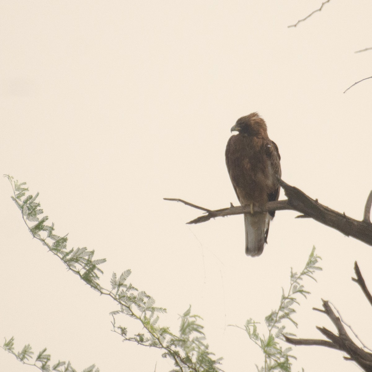 Booted Eagle - ML638009292
