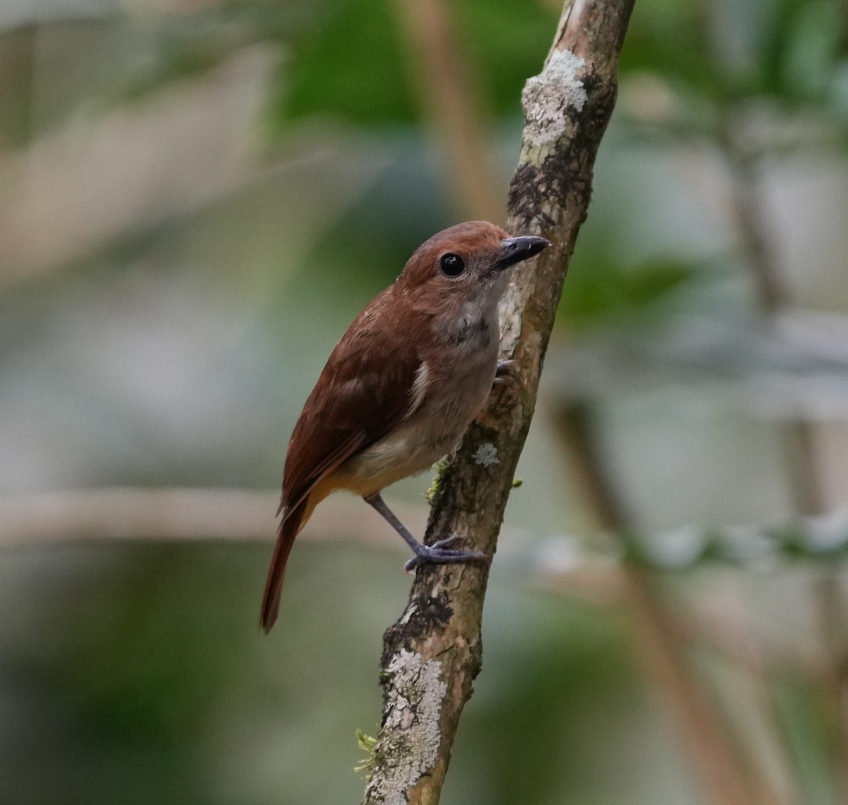 Sulawesi Babbler - ML638009294