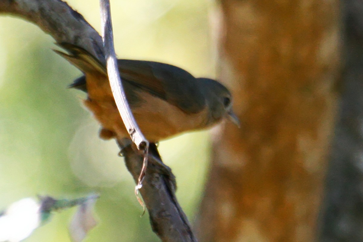 Rufous Shrikethrush - ML638009305