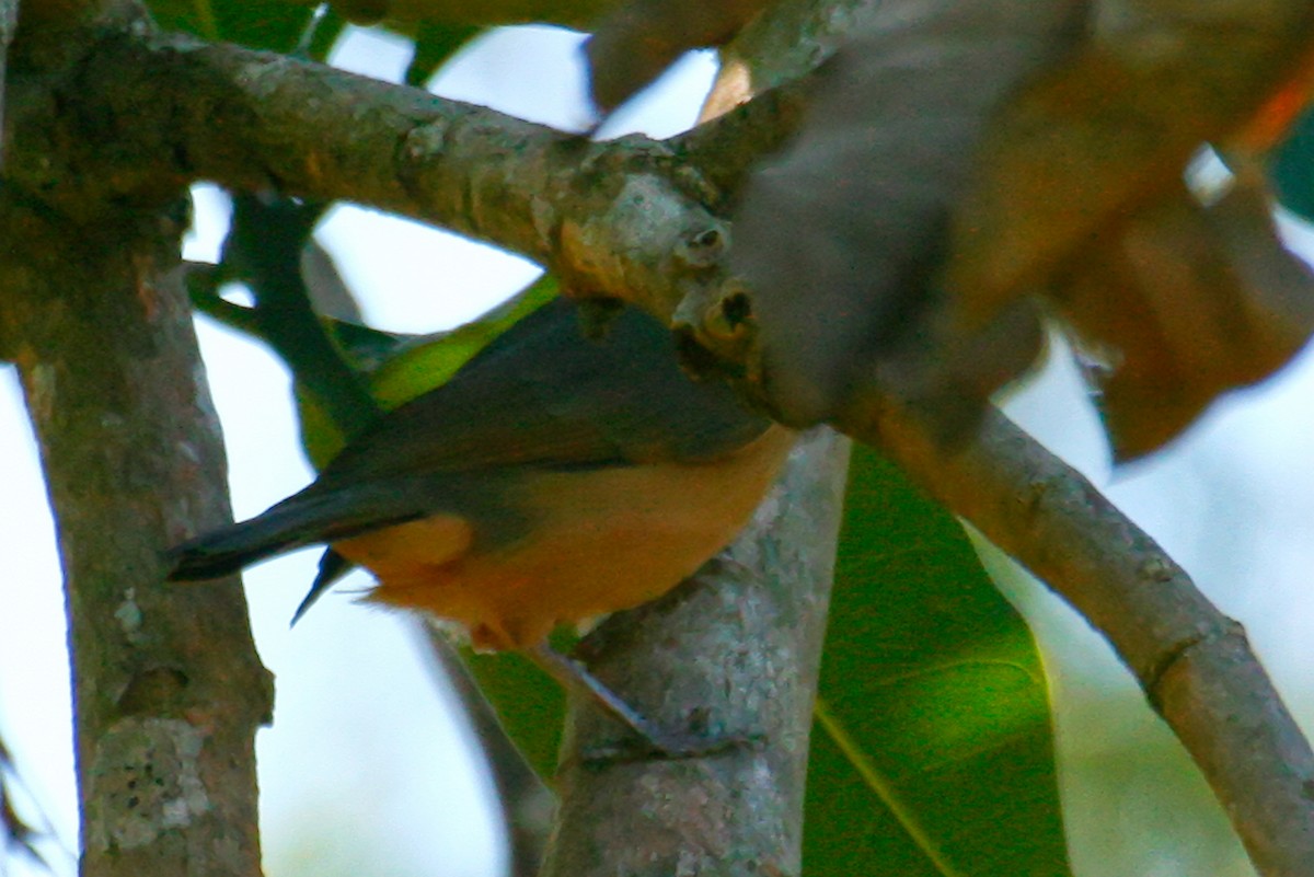 Rufous Shrikethrush - ML638009306