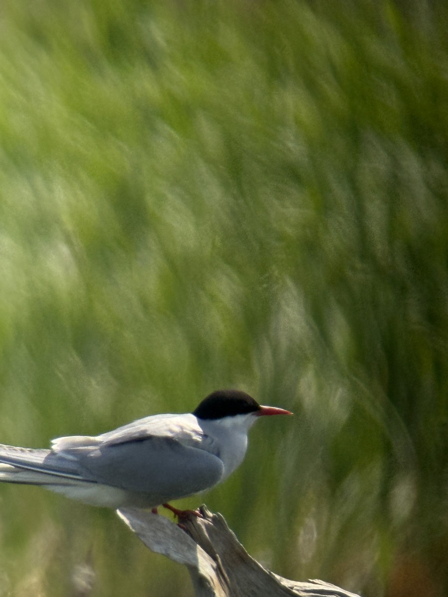 rybák dlouhoocasý - ML638009308