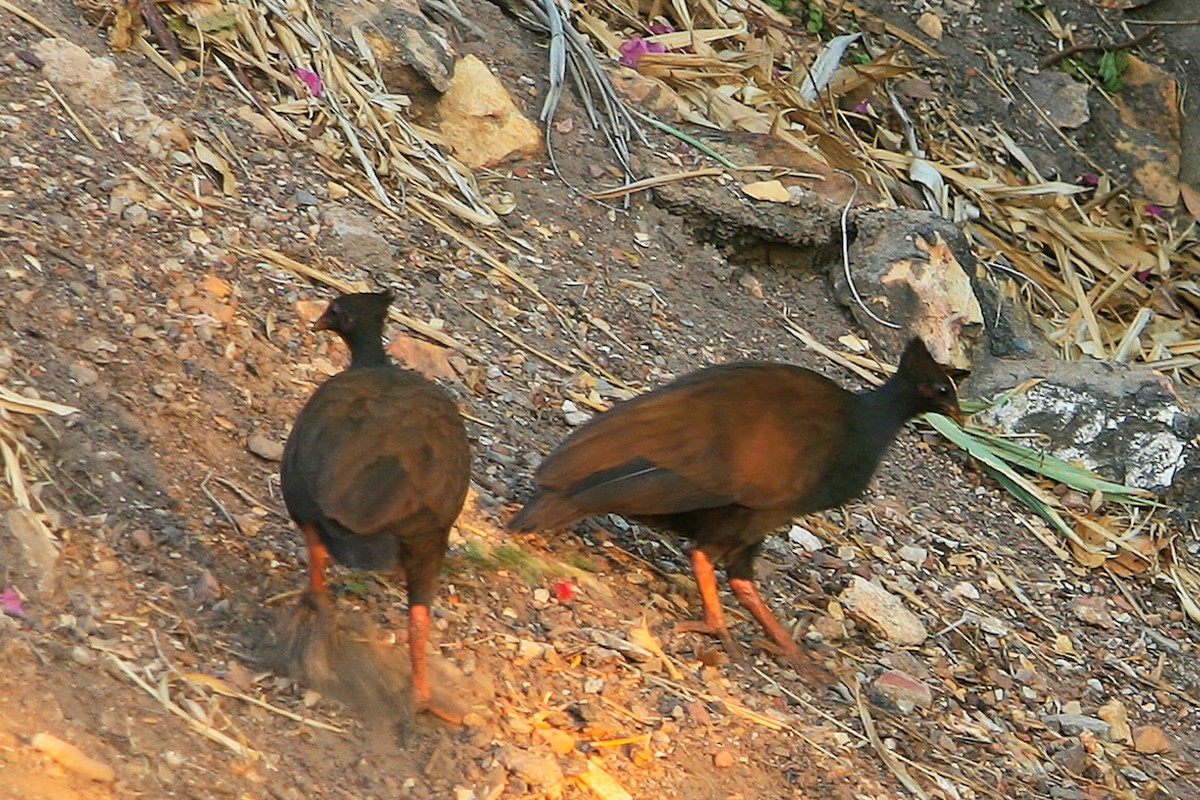 Orange-footed Megapode - ML638009313