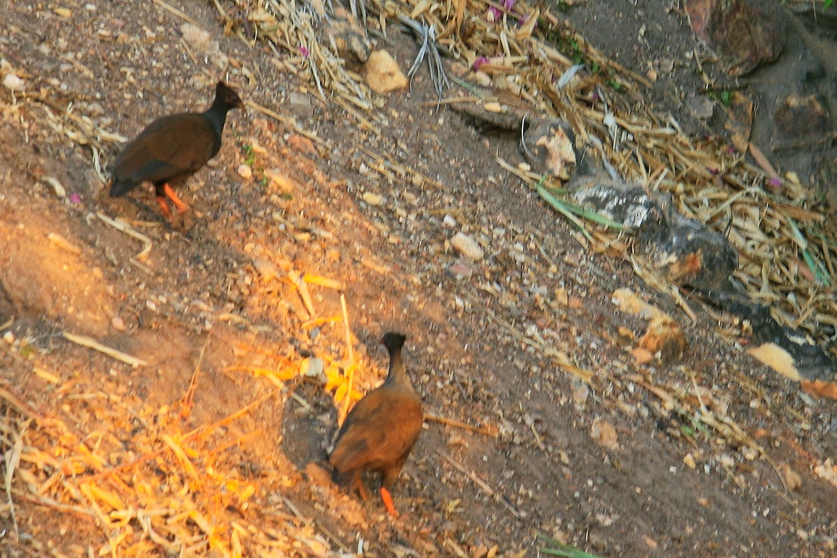 Orange-footed Megapode - ML638009314