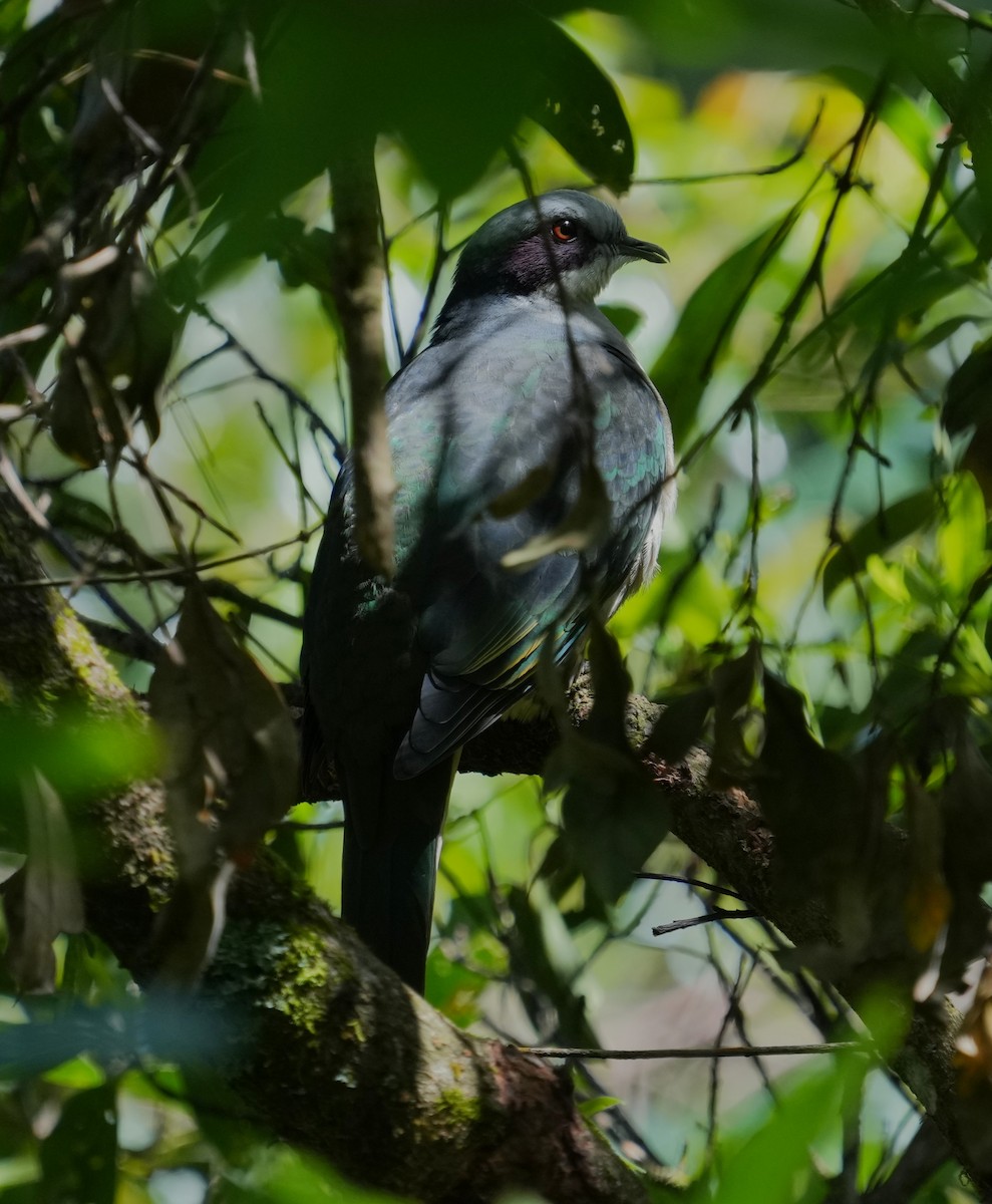 Red-eared Fruit-Dove - ML638009327