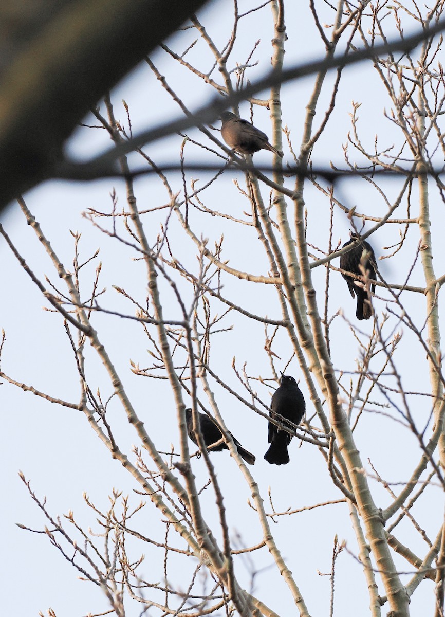 Rusty Blackbird - ML638009337