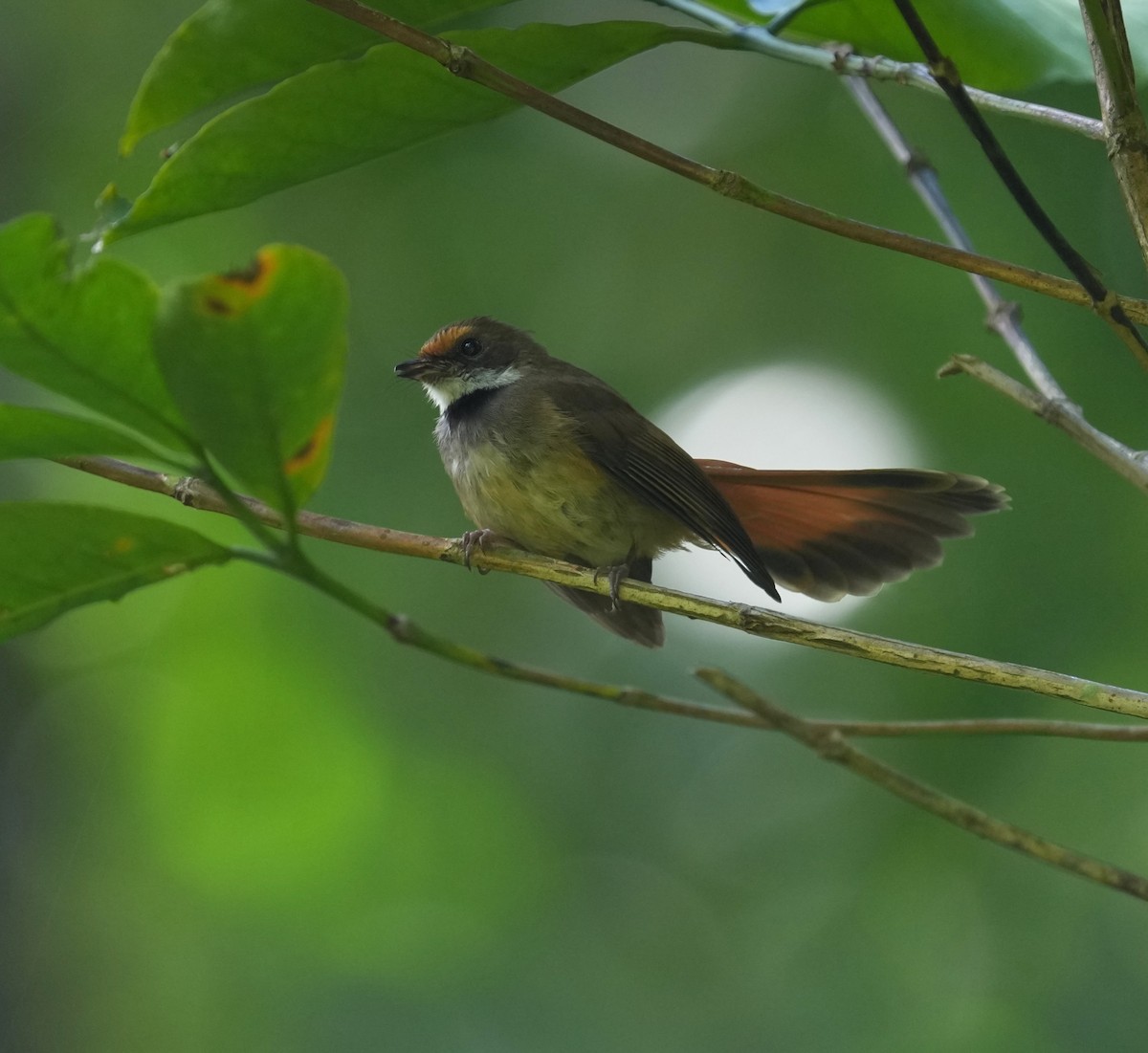 Sulawesi Fantail - ML638009341