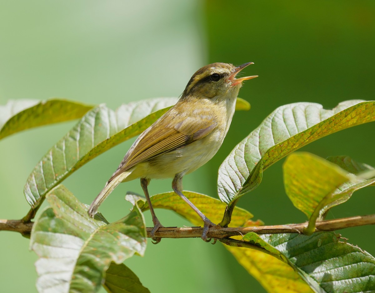 Lompobattang Leaf Warbler - ML638009345