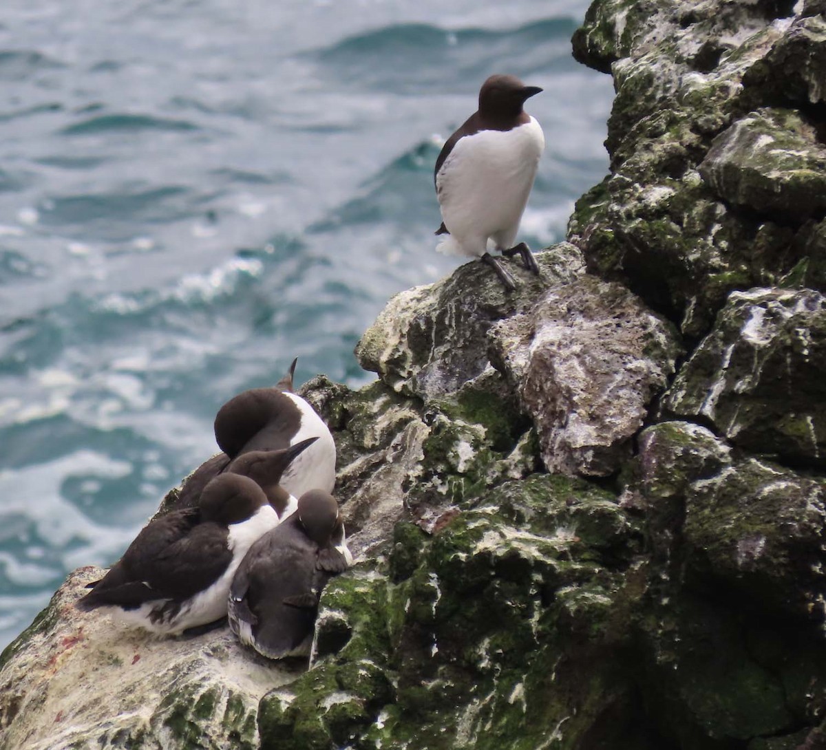 Common Murre - ML638009358