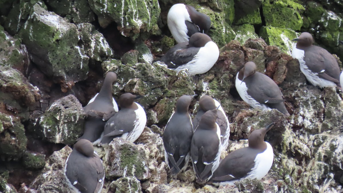 Common Murre - ML638009359