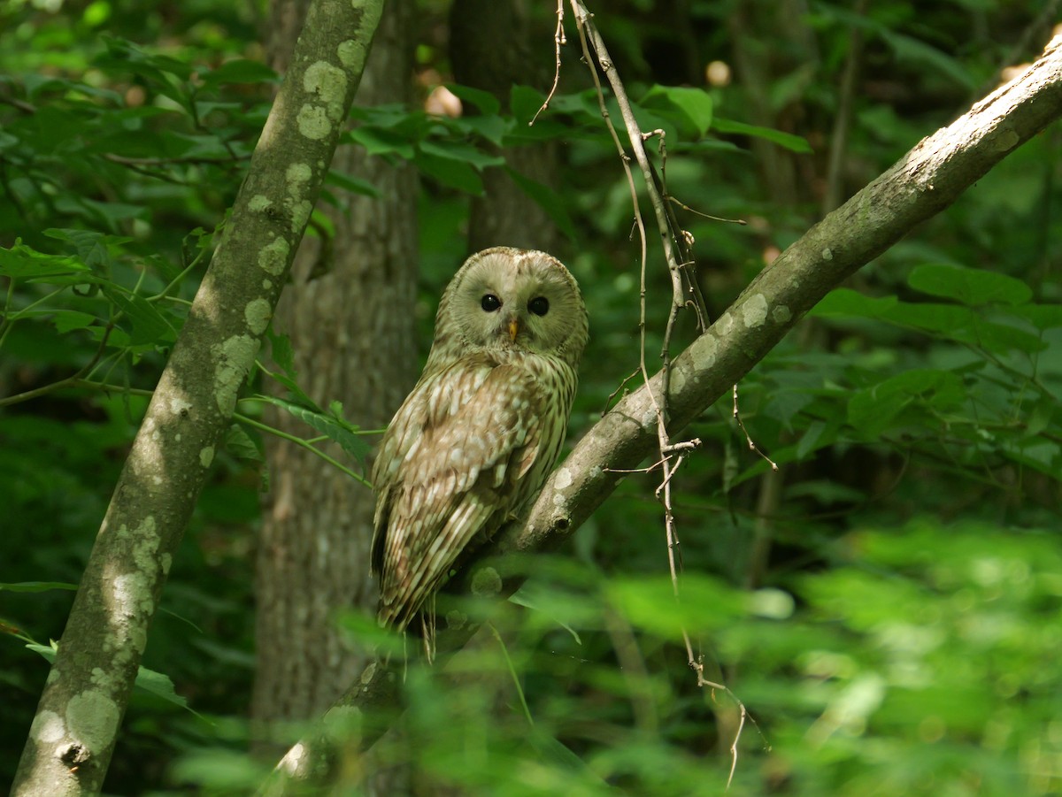 Ural Owl - ML638009389