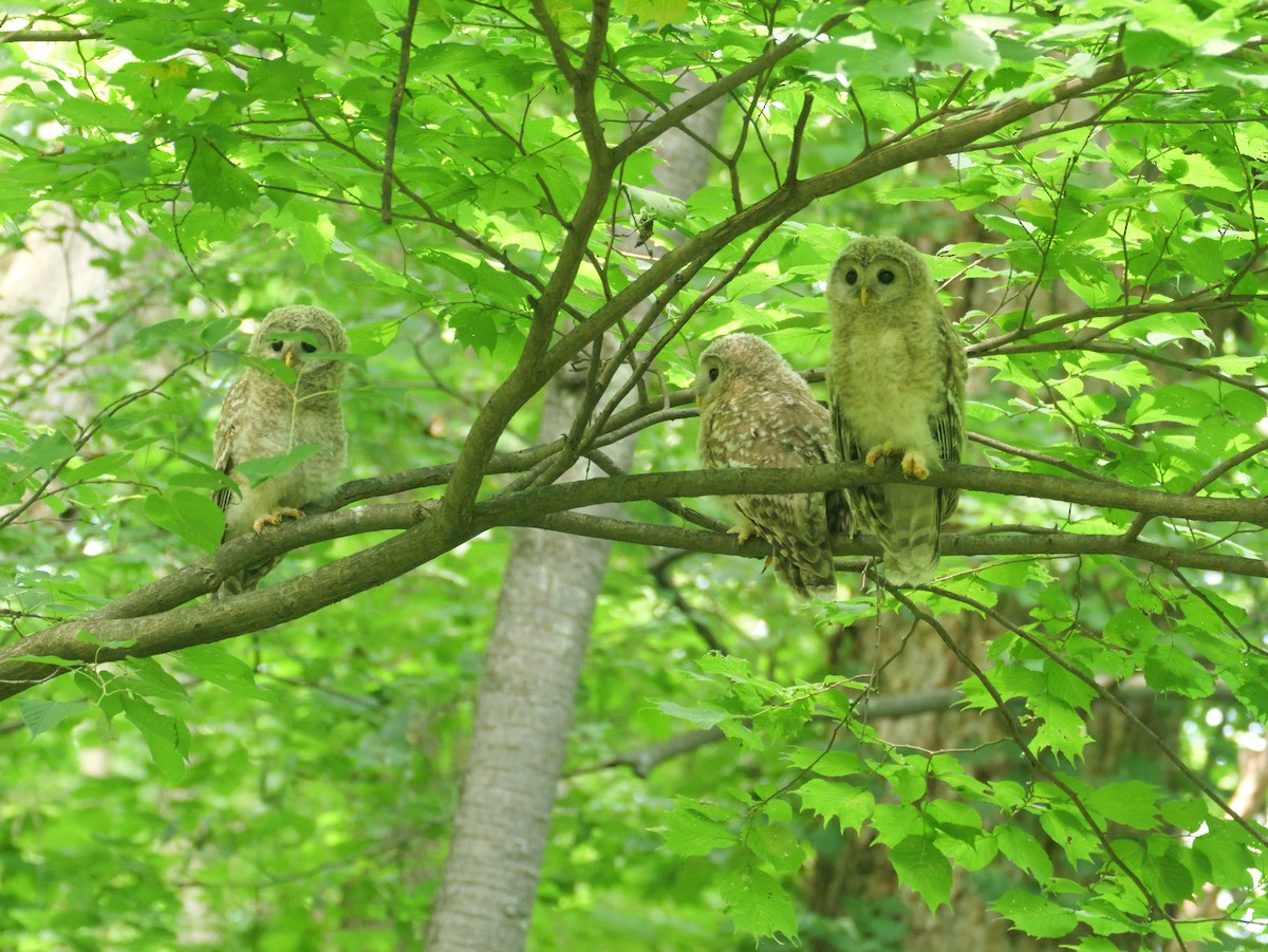 Ural Owl - ML638009390