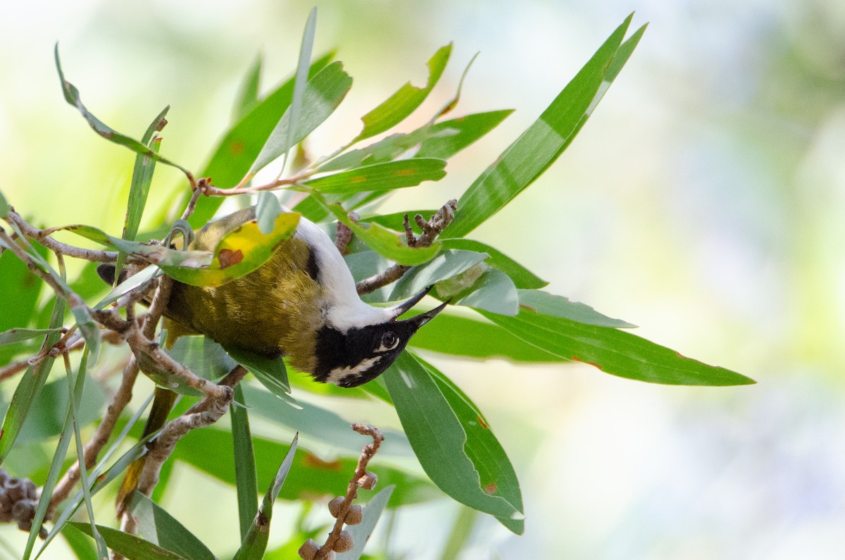 White-throated Honeyeater - ML638009485