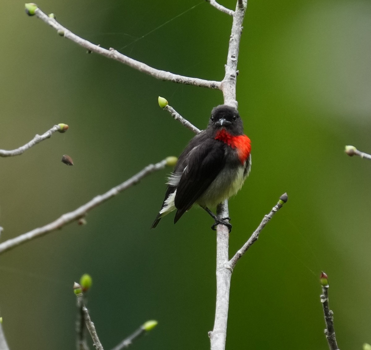 květozob černolící - ML638009545